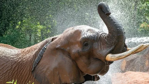 Zoo d’Amnéville : Niko, l’éléphant d’Afrique est mort