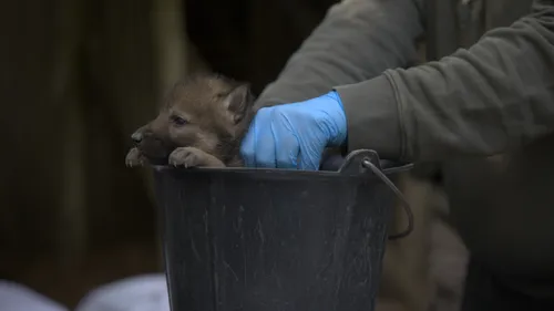 Carnet rose : une portée de neuf louveteaux au parc animalier de...