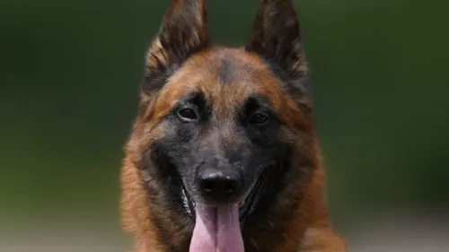 Lorraine : ce chien de la police recherche une famille pour sa...