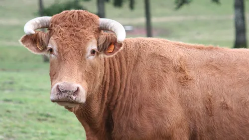Agrimax : ouverture des portes ce mercredi à Metz Expo