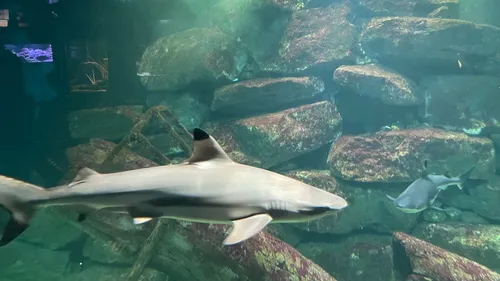 LORRAINE : UNE OFFRE D’EMPLOI EN CDI À L’AQUARIUM D’AMNÉVILLE