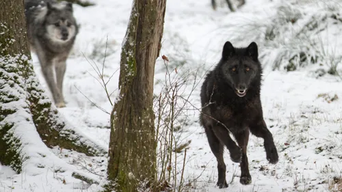 Le parc animalier de Sainte Croix est ouvert pendant les vacances...