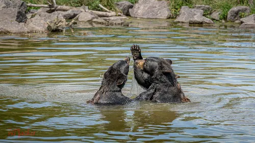 Parc Animalier de Sainte Croix : un dispositif spécial pour aider...