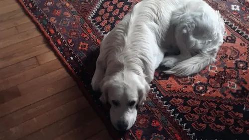 DOGRUN : une journée pour le bien être animal organisée à Metz