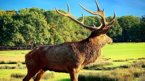 Pour ses 45 ans : le Parc Animalier de Sainte-Croix fera la fête de...
