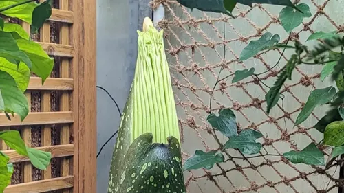 Villers-Lès-Nancy : une nouvelle floraison de Phallus de titan...