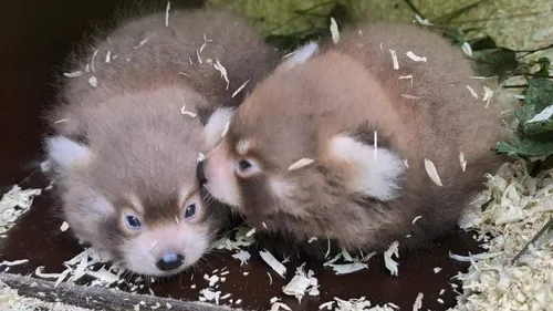 Carnet rose : naissance de deux pandas roux au parc Merveilleux de...