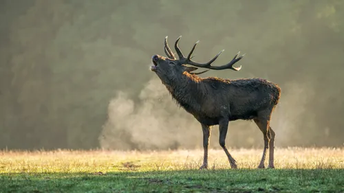 Le brame du cerf résonne au parc animalier de Sainte-Croix 