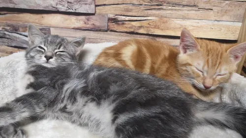 Le salon international du chat s’installe ce week end à Nancy