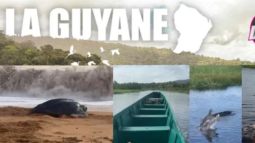 DESTINATION VOYAGE – La forêt amazonienne en Guyane