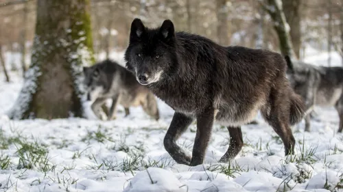 Lumières d’Hiver : un événement féérique en plein cœur du parc...