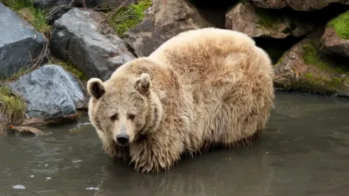 Parc Animalier de Sainte-Croix : l’ours brun Volga est morte