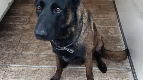 DINO : un chien de la police de Metz meurt en service 