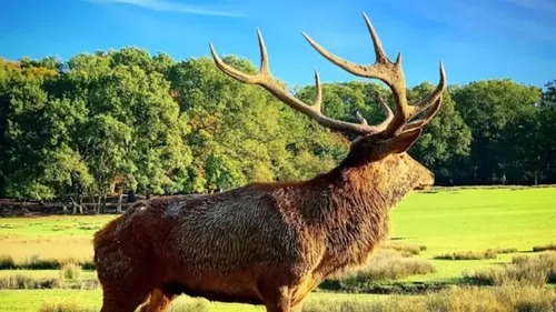 Parc Animalier de Sainte Croix : les bons chiffres de 2025