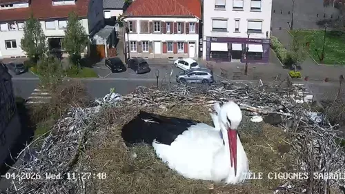 Carnet rose : un premier cigogneau est né sur le toit de la mairie...