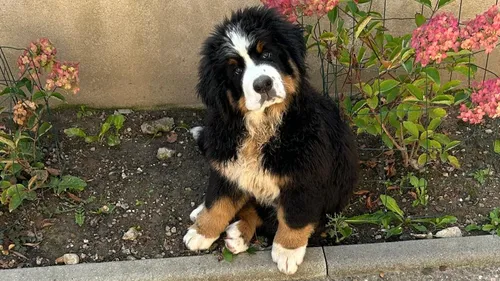 Metz et Nancy dans le classement des villes où il fait bon avoir un...