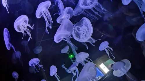 « Moches 2 ! » : une exposition splendide au Muséum-Aquarium de Nancy