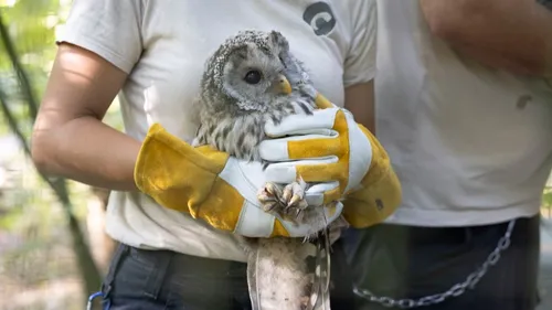 Parc de Sainte-Croix : 20 chouettes de l’Oural réintroduites en...