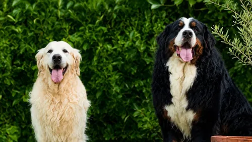 Casting de Woof : l'Euro-Métropole de Metz part à la recherche de...