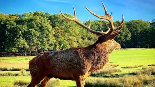 Le parc Animalier de Sainte-Croix sera exceptionnellement ouvert ce...