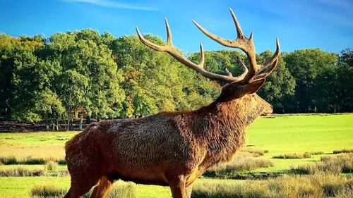 Découvrez les dates du brame du cerf au Parc animalier de Sainte-Croix