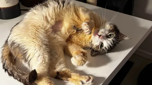 Lorraine : qui voudra adopter Maya ? 