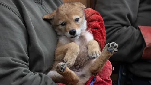 Carnet Rose : 5 coyotes (trop mignons) sont nés au parc animalier...