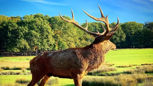 (Photos) : revivez le dernier week-end du brame du cerf au parc...
