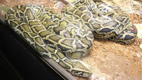 Insolite : un boa toujours porté disparu en Meurthe-et-Moselle