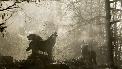 Sainte-Croix : le loup à l’honneur pour 3 nuits exceptionnelles