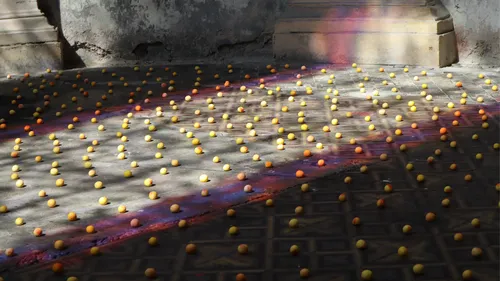 Mirabilis. La mirabelle mise à l’honneur aux Trinitaires 