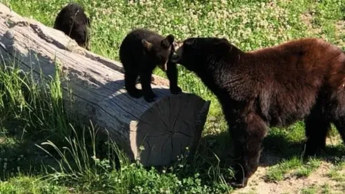 Lorraine : une journée pas comme les autres au Parc animalier de...