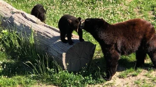 Parc de Sainte-Croix : un été et des naissances en lorraine