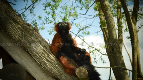 Télévision : le parc animalier de Sainte Croix ce dimanche sur C8