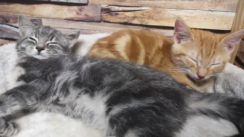 Le bien nommé « Chat L’heureux » ouvre ses portes à Nancy