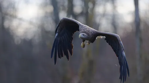 Parc Animalier de Sainte-Croix à Rhodes en Moselle : plus de...