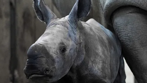 Carnet Rose : un bébé rhinocéros est né au zoo d'Amnéville