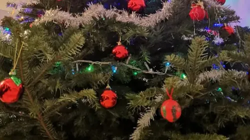 Metz – Nancy : où déposer son sapin après les fêtes ? 