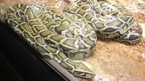 Blénod-Lès-Pont-A-Mousson : le python fugueur enfin retrouvé