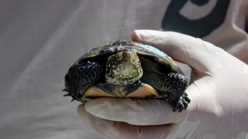 Une pouponnière géante pour les tortues voit le jour à Sainte-Croix