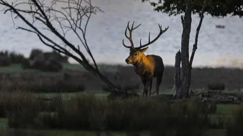 Sainte-Croix : les cerfs ont commencé à bramer