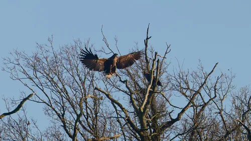 Un nouveau couple de pygargues à queue blanche aperçu au Parc...