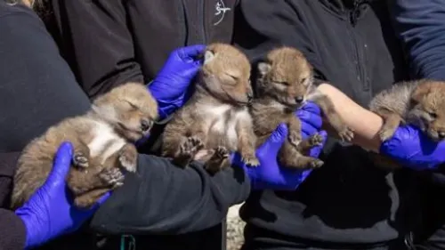 Venez découvrir les chiots de coyotes au Parc de Sainte-Croix !