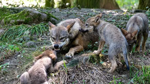 Le Printemps : la saison des naissances et du réveil de la nature à...