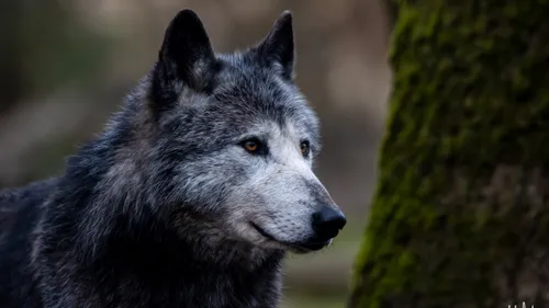 Sainte-Croix : Un week-end de Pâques qui arrive à pas de Loup