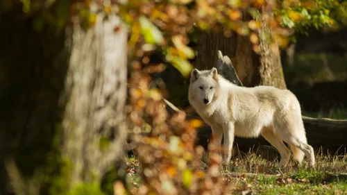 Sainte-Croix : dors avec les loups