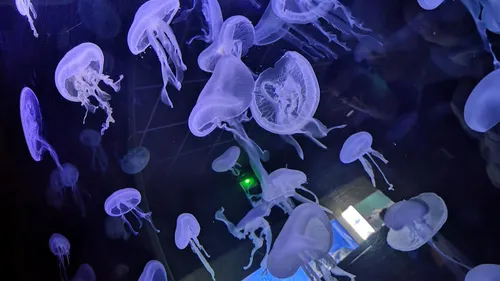 Covid : La vaccination des 5-11 ans s'ouvre au Muséum Aquarium de...