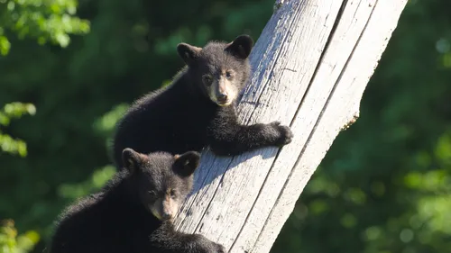 Première sortie publique des oursonnes à Sainte-Croix