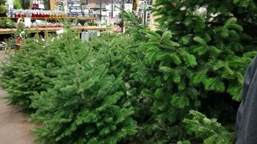 Metz / Nancy : que faire de son sapin après les fêtes ?