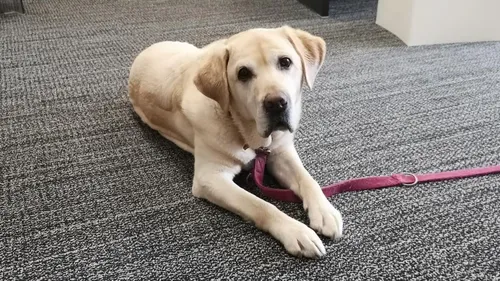 Wouf Expo : un rendez-vous pour les chiens et leurs maîtres dans la...